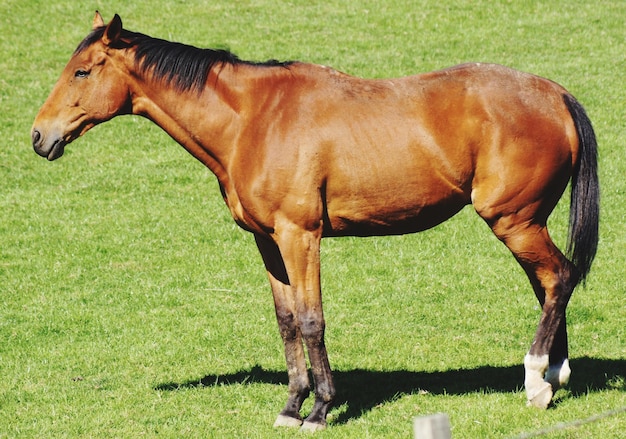 Foto close-up di un cavallo sul campo