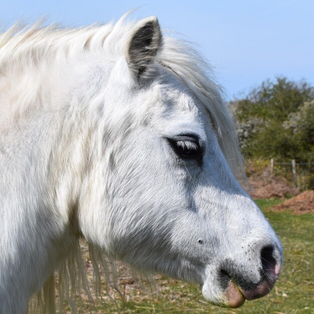 Photo close-up of a horse on field