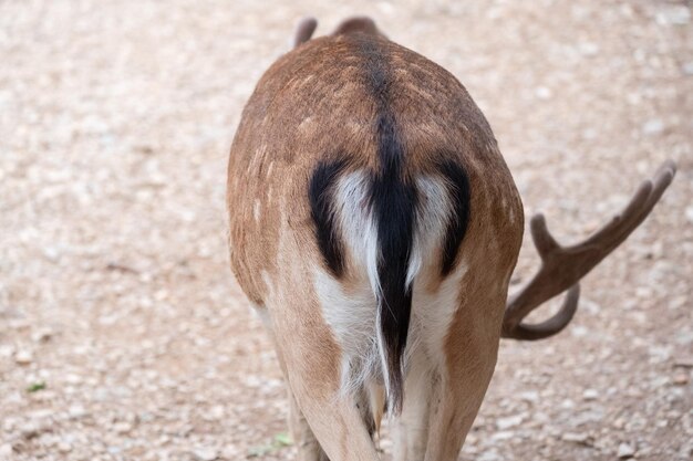 フィールドでの馬のクローズアップ