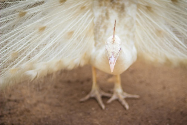 Foto close-up di un cavallo sul campo