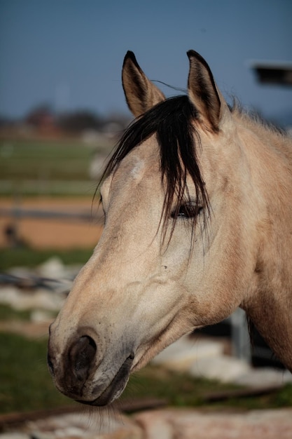 フィールドでの馬のクローズアップ