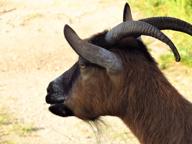 Foto close-up di un cavallo sul campo