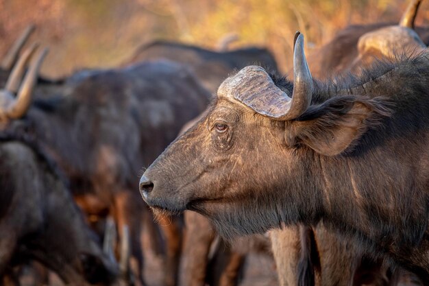 Foto close-up di un cavallo sul campo