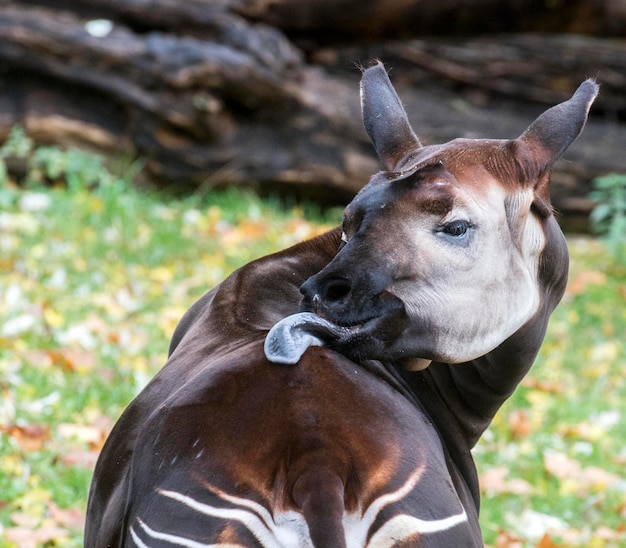 Foto close-up di un cavallo sul campo