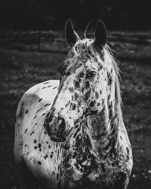 Foto close-up di un cavallo sul campo