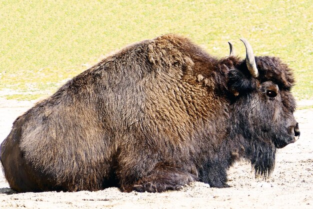 Foto close-up di un cavallo sul campo