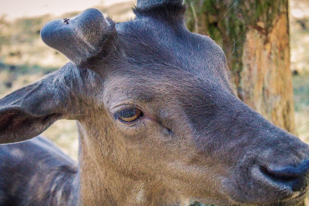 Foto close-up di un cavallo sul campo