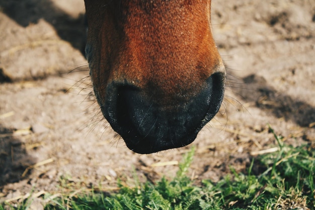 Photo close-up of horse on field