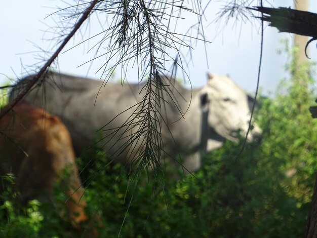 Foto close-up di un cavallo sul campo