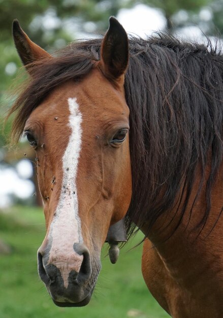 Close-up of horse on field