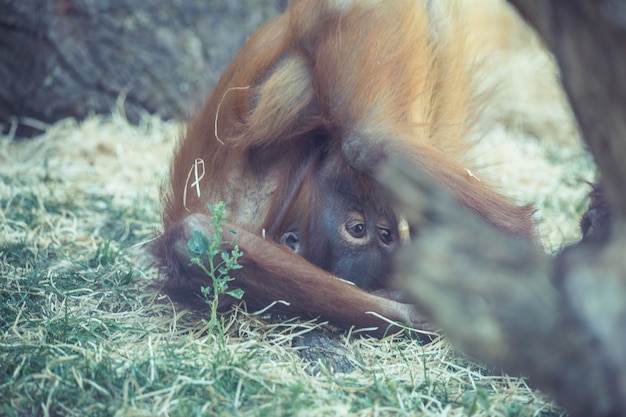 Close-up of a horse in a field