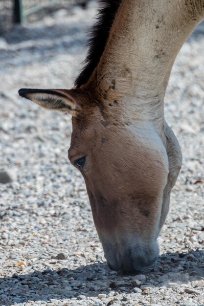 Photo close-up of horse on field