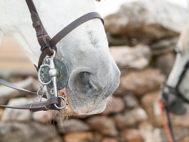 Photo close-up of horse on field