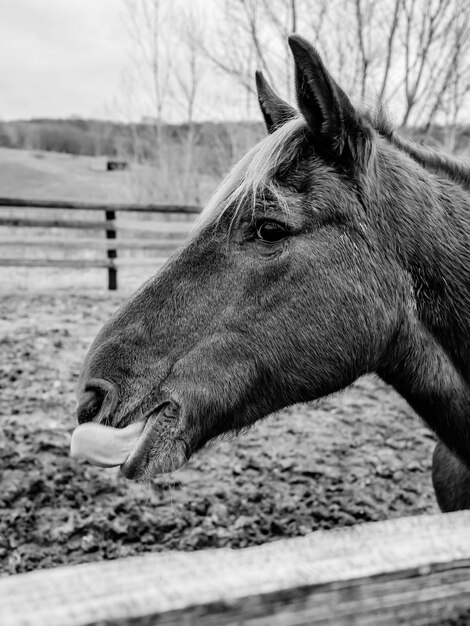 Close-up of horse on field