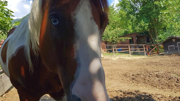 Photo close-up of horse in field