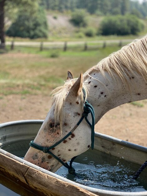 Foto close-up di un cavallo nel campo