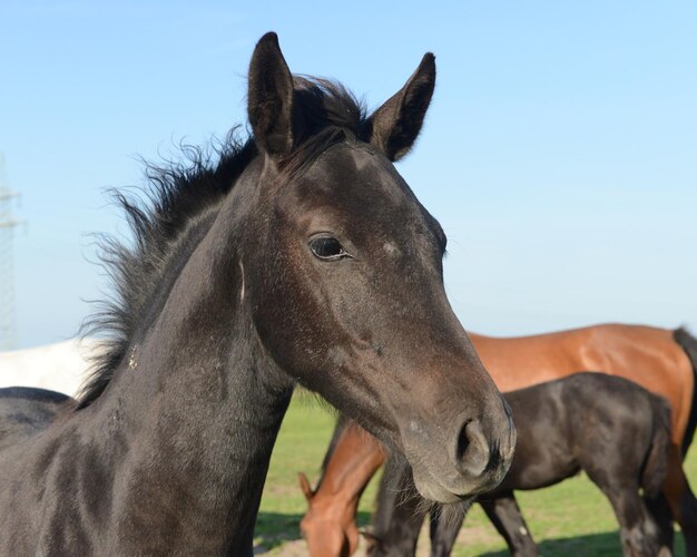 Photo close-up of horse on field