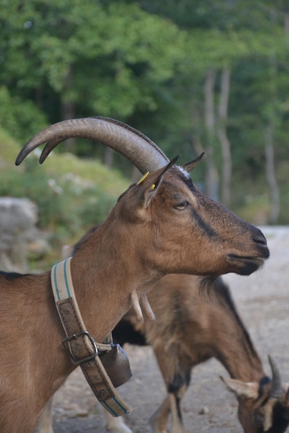 Close-up of a horse on field