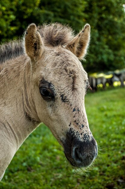 Close-up of horse on field