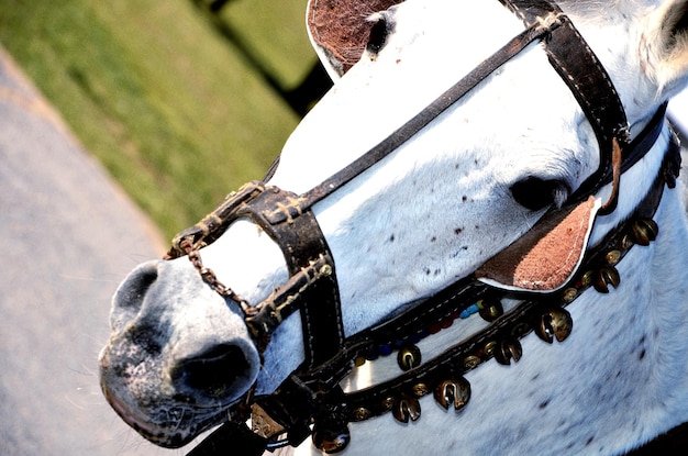 Foto close-up di un cavallo sul campo