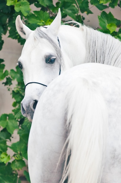 Photo close-up of horse on field