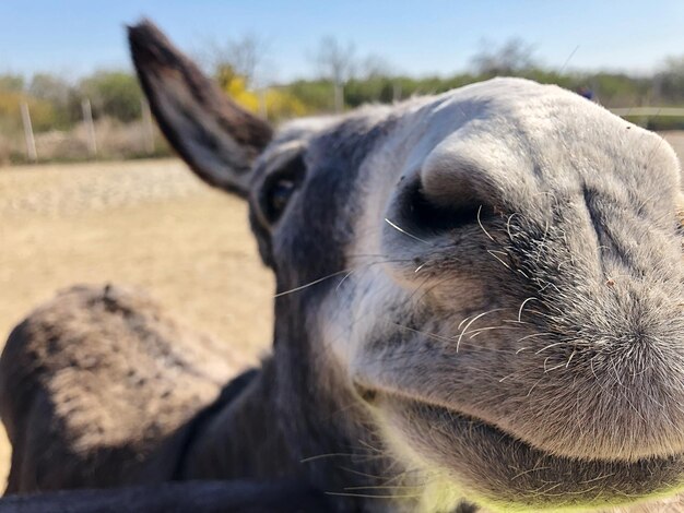 Photo close-up of horse on field