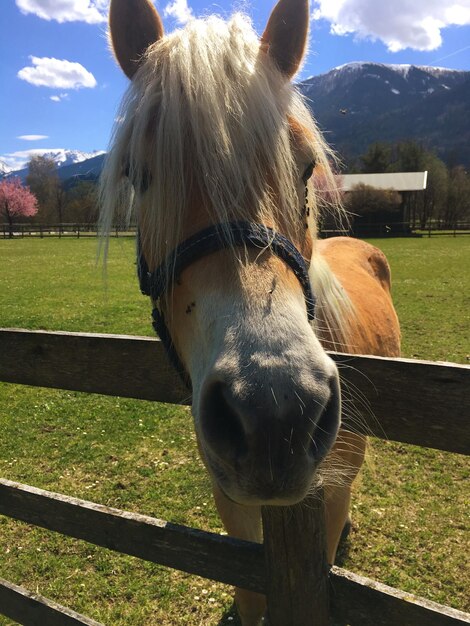 フィールドでの馬のクローズアップ