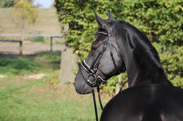 Foto prossimo piano del cavallo sul campo