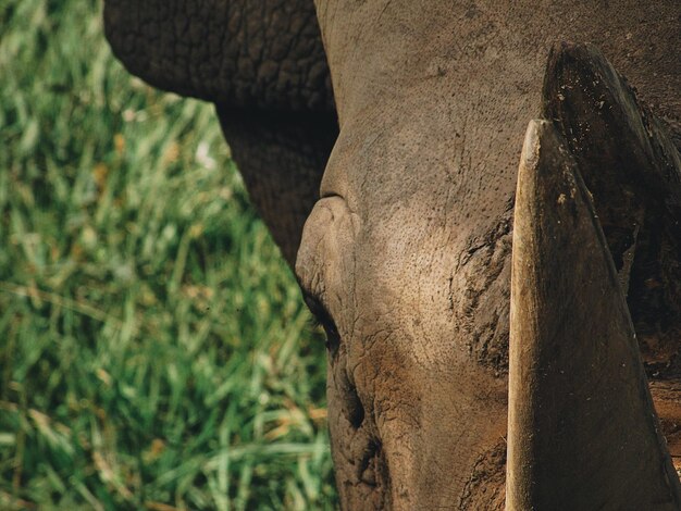 Photo close-up of horse on field