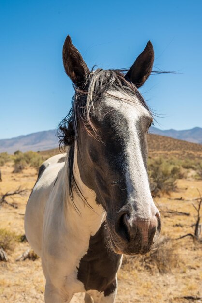 Close-up of a horse on field