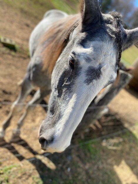 Close-up of a horse on field