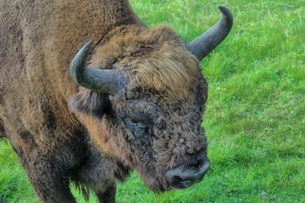 Photo close-up of a horse on field