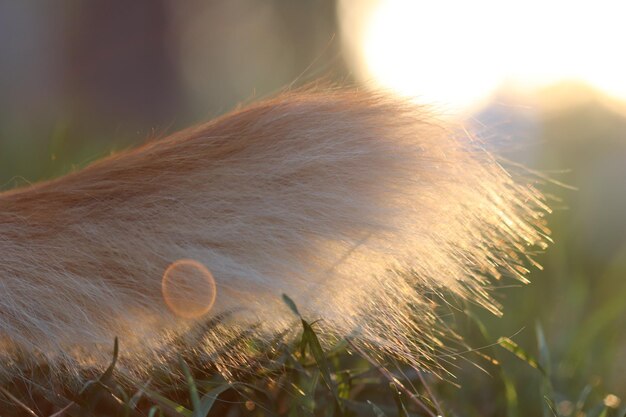 Photo close-up of horse on field