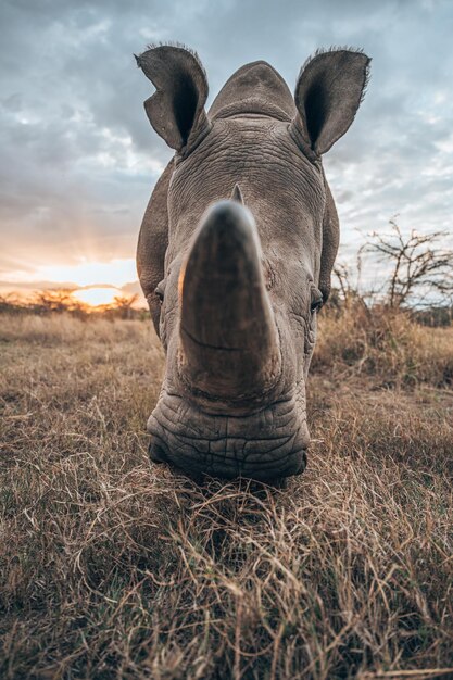 Photo close-up of a horse on field