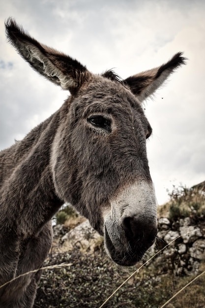 Foto prossimo piano di un cavallo sul campo