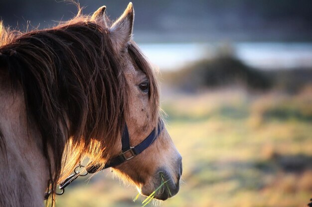 Close-up of a horse on field