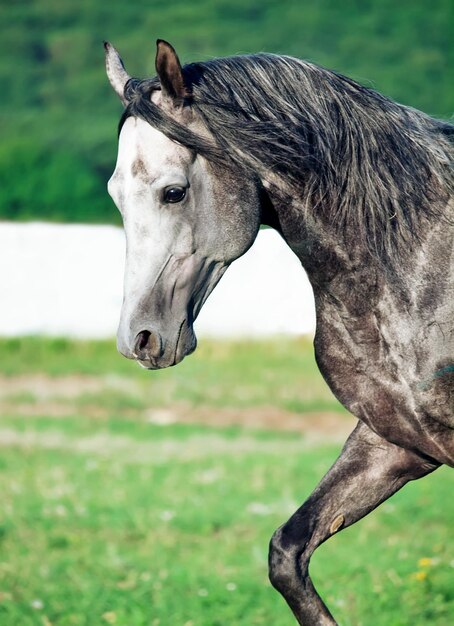 野原での馬のクローズアップ