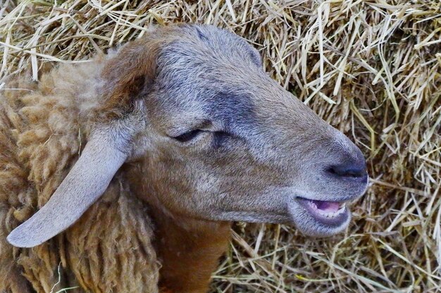 Foto close-up di un cavallo sul campo