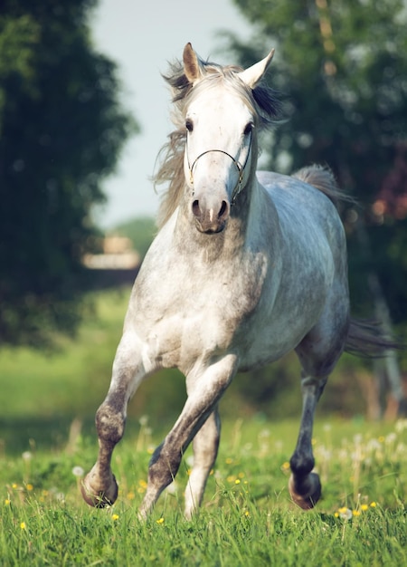 フィールドでの馬のクローズアップ