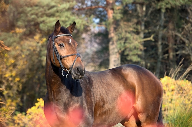 Photo close-up of a horse on field