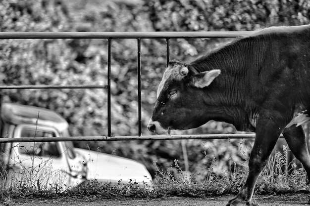 Foto prossimo piano del cavallo sul campo