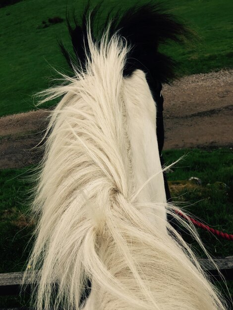 Photo close-up of horse on grass