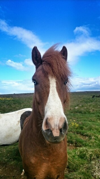 Photo close-up of horse on grassy field against sky