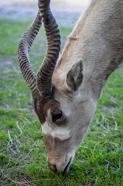 Photo close-up of horse grazing on field