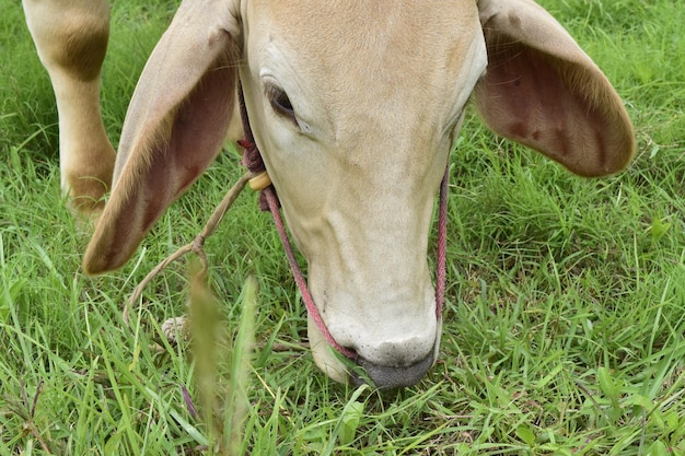 Close-up of a horse grazing in field