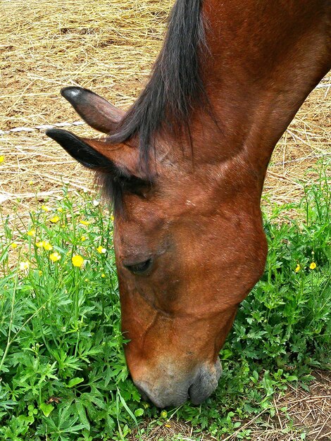 Photo close-up of horse grazing