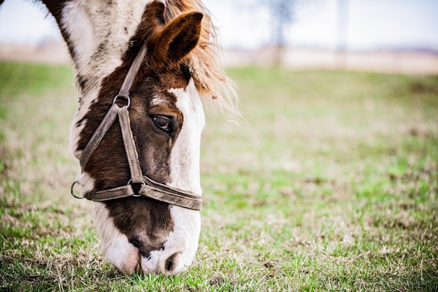 Close-up of a horse head on field