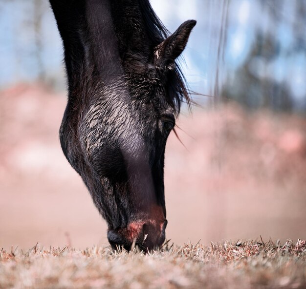 Photo close-up of a horse head