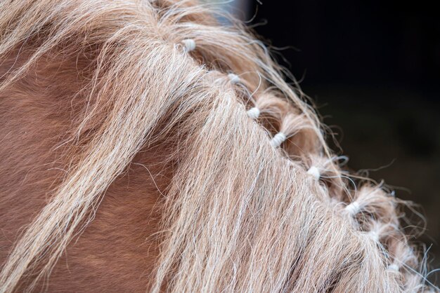 Photo close up horse head