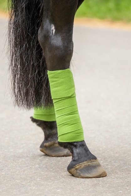 Close-up of a horse legs, hoofs and a green bandages